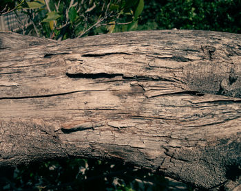 nature