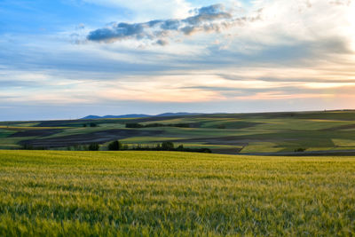 Scenic view of agricultural field against sky