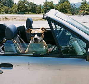 Dog in car