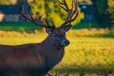 Deer in a field