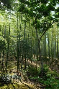 Trees in forest against sky