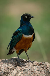 Close-up of bird perching on rock