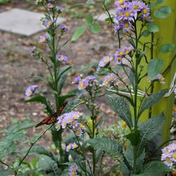 Close-up of flowers blooming outdoors