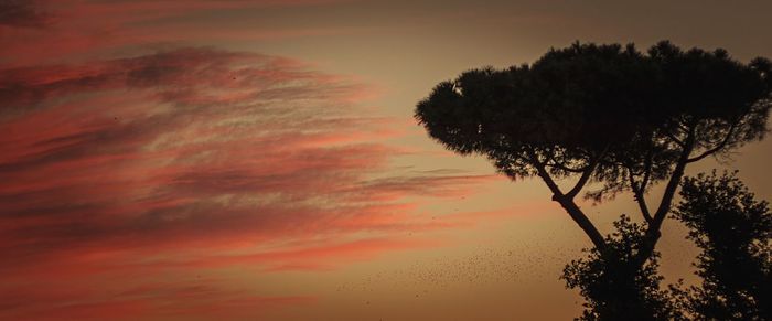 Low angle view of tree against sky at sunset