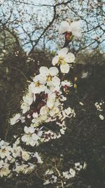 Close-up of fresh flowers blooming on tree