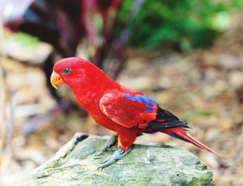 Close-up of parrot perching on branch