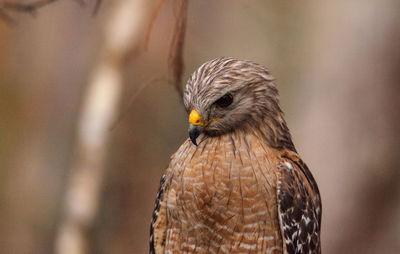 Red shouldered hawk buteo lineatus hunts for prey in the corkscrew swamp sanctuary of naples