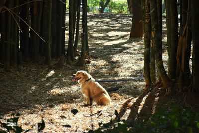 Dog in forest