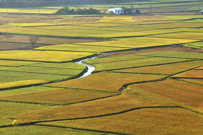 Scenic view of agricultural field