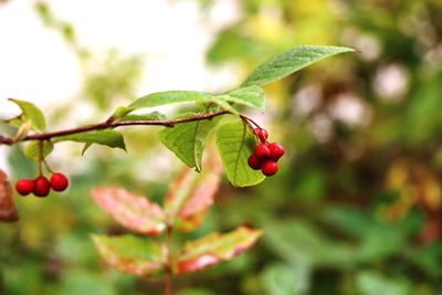 Close-up of red berries growing on plant in garden