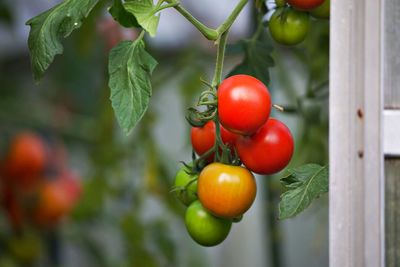 Close-up of tomatoes on plant