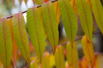 Close-up of yellow leaves on plant