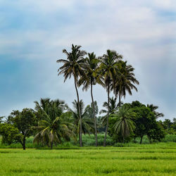 Palm trees on field against sky