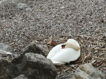 High angle view of bird perching on rock