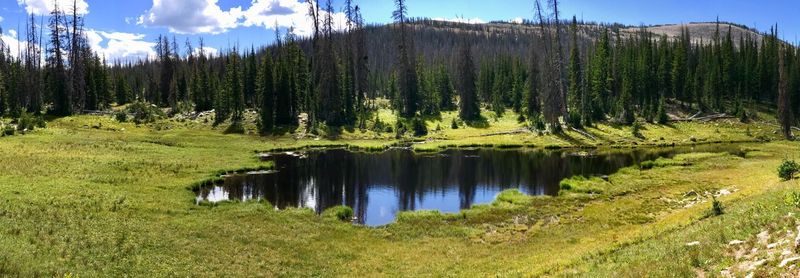 Scenic view of forest against sky