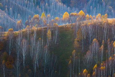 Panoramic view of pine trees in forest during autumn