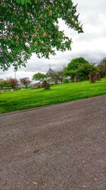 Trees on grassy field