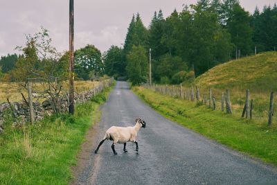 View of a sheep on a road in scotland