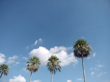 Low angle view of coconut palm trees against blue sky