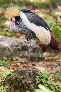 Close-up of bird