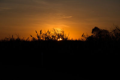 Silhouette plants on landscape against sky at sunset