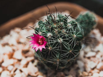 Close-up of succulent plant