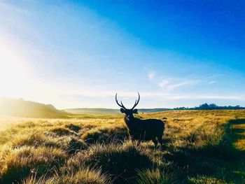 Deer on field against sky