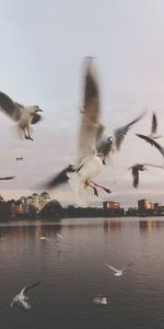 Seagulls flying over lake