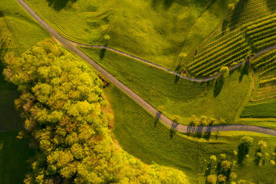 High angle view of agricultural field