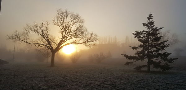 Bare tree in snow covered landscape during foggy weather