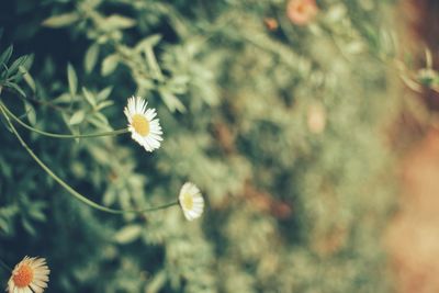 Close-up of white flowering plant