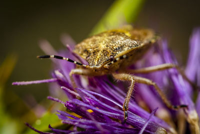 Macro-photo of a true bug on purple flower