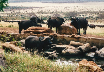 Water buffalos grazing on grassy field