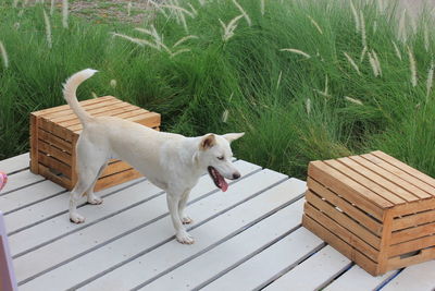Dog sitting on wooden wall