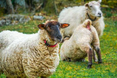 Sheep on field