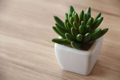 High angle view of succulent plant on table