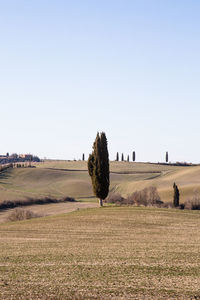 Scenic view of agricultural field against clear sky