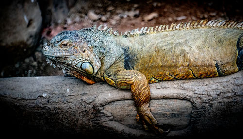 Close-up of a lizard