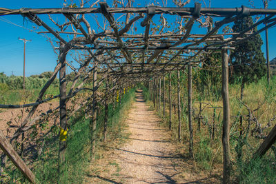 Empty footpath along plants