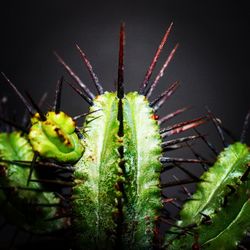 Close-up of caterpillar on plant