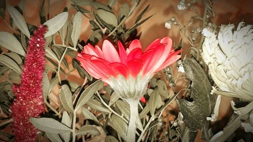 Close-up of flowers blooming outdoors