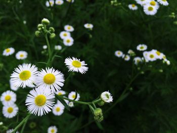 Close-up of white daisy flowers