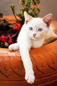 Close-up portrait of a cat