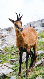 Deer standing in a field