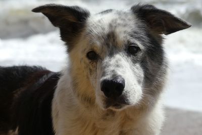 Close-up portrait of dog during summer