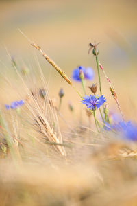 Close-up of purple flowers on field