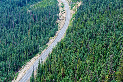 High angle view of road amidst trees in forest