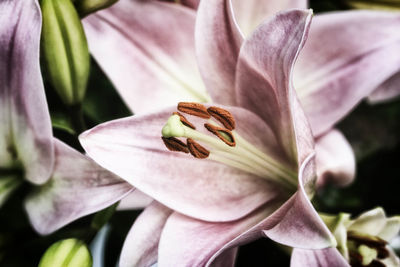 Close-up of day lily blooming outdoors