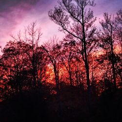 Silhouette of trees at sunset