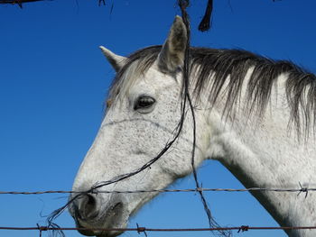 White horse in ranch against clear blue sky